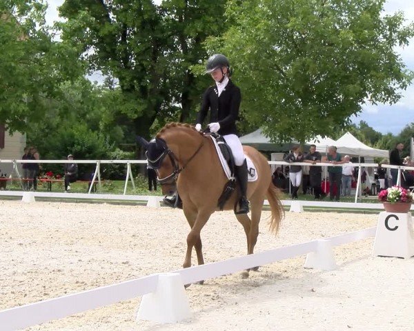 Reitturnier Avenches 2024