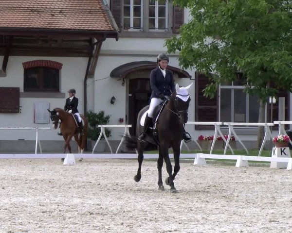 Reitturnier Avenches 2024