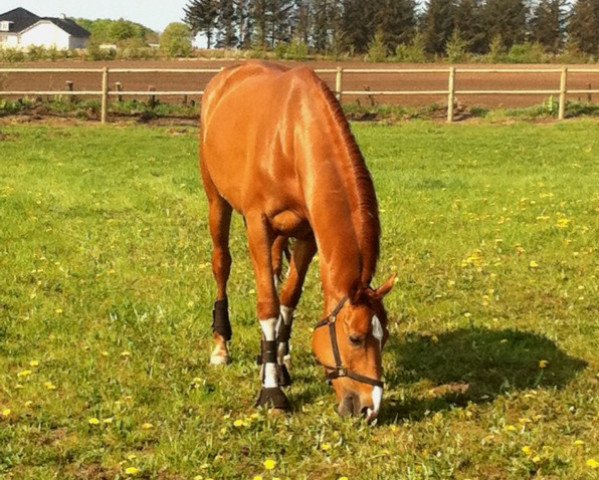 Pferd Helikon vom Forth (Trakehner, 2005, von Lowelas)