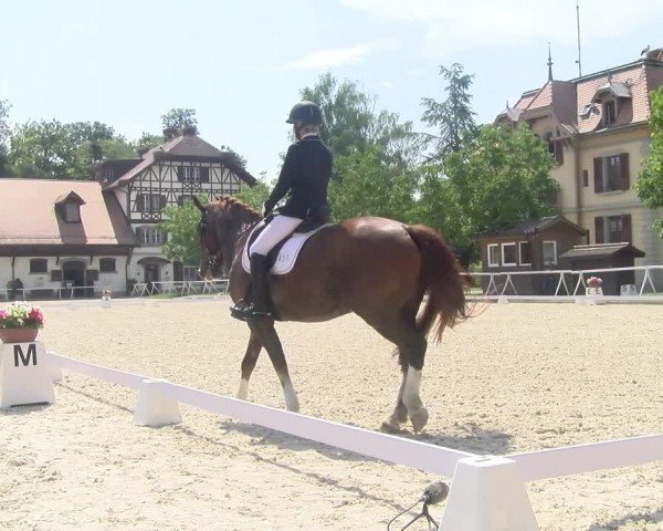 Reitturnier Avenches 2024