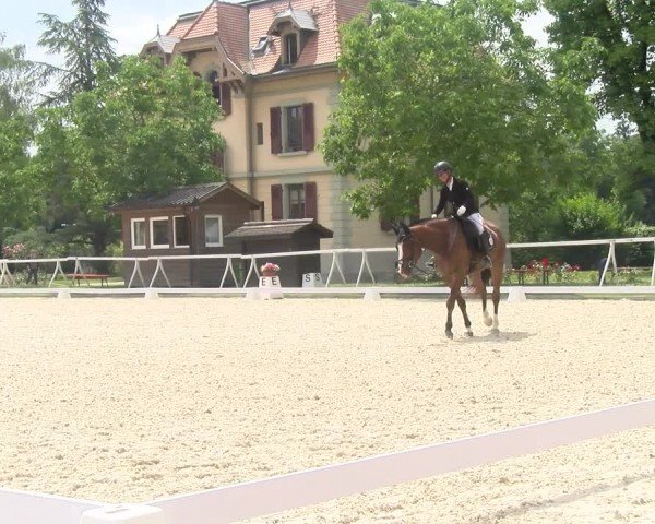 Reitturnier Avenches 2024