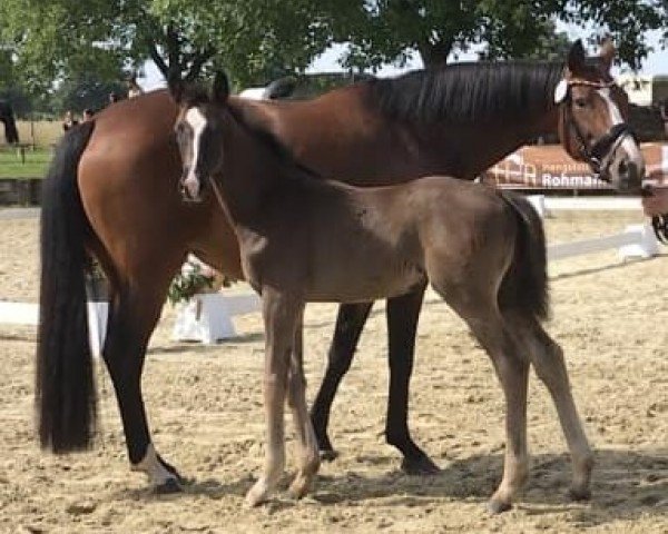 Pferd Hengst von Sir Donnerhall I / Benicio (Westfale, 2024, von Sir Donnerhall I)