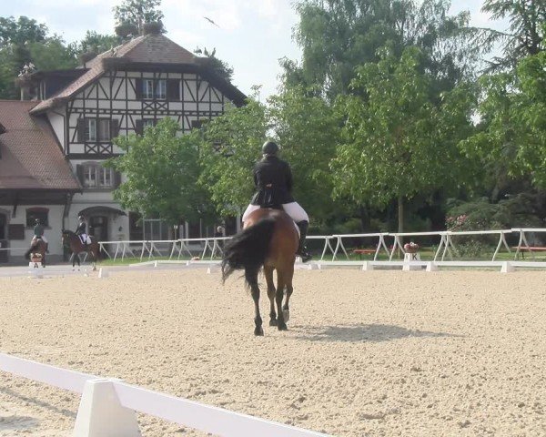 Reitturnier Avenches 2024