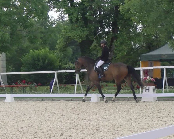 Reitturnier Avenches 2024