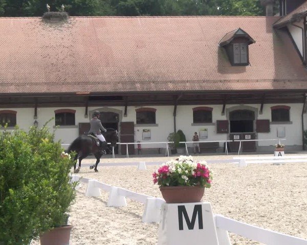 Reitturnier Avenches 2024