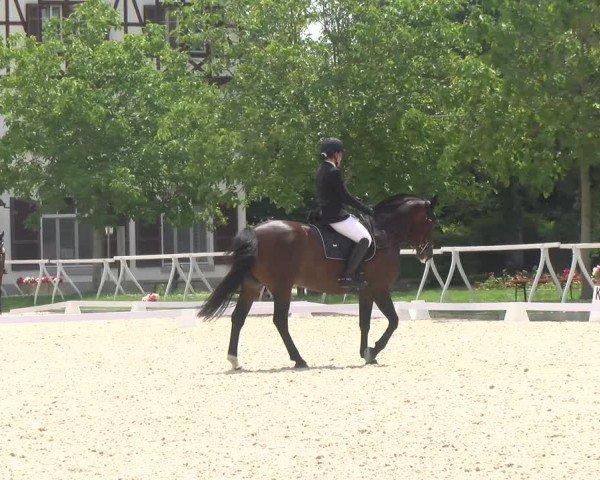 Reitturnier Avenches 2024