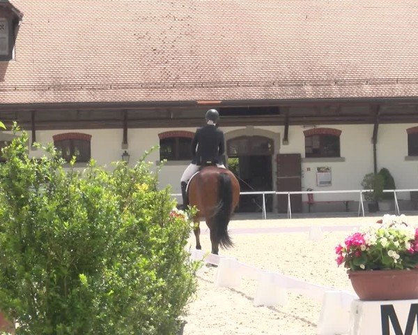 Reitturnier Avenches 2024