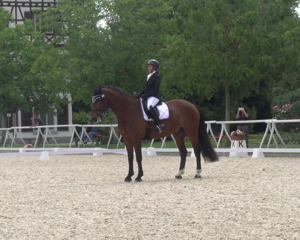 Reitturnier Avenches 2024