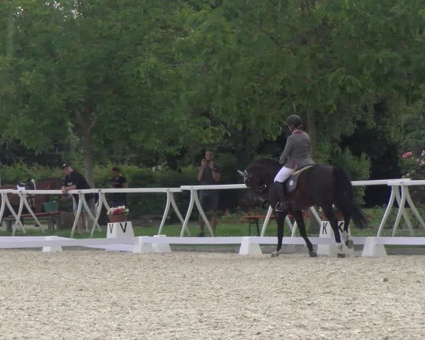 Reitturnier Avenches 2024