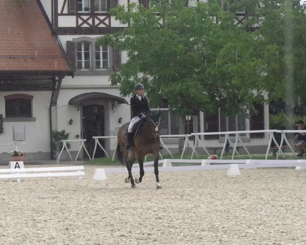 Reitturnier Avenches 2024