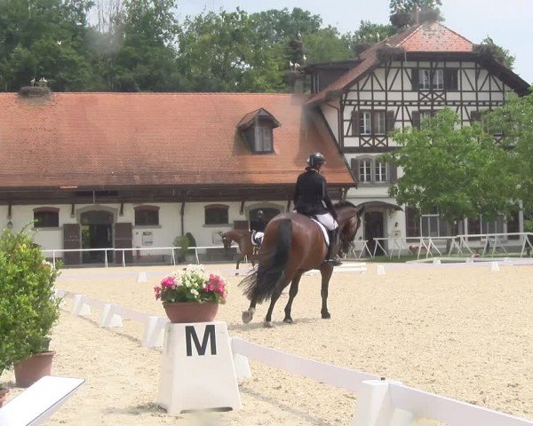 Reitturnier Avenches 2024