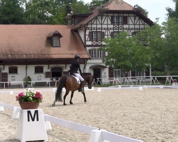 Reitturnier Avenches 2024