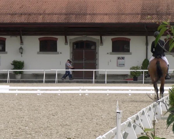 Reitturnier Avenches 2024