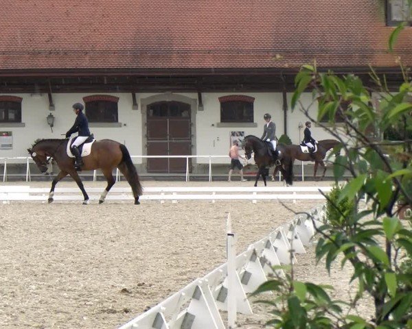 Reitturnier Avenches 2024