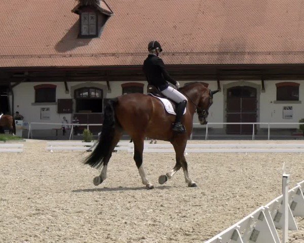 Reitturnier Avenches 2024