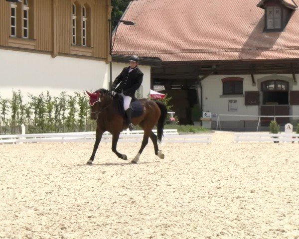 Reitturnier Avenches 2024