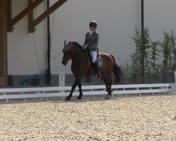 Reitturnier Avenches 2024