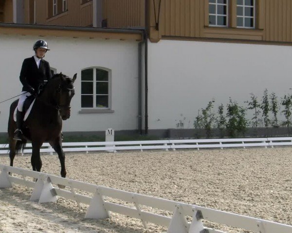 Reitturnier Avenches 2024