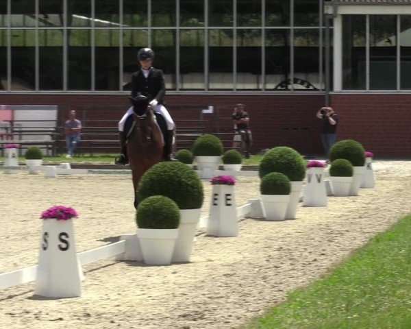 Reitturnier Langenfeld 2024