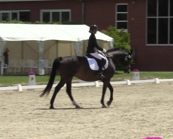 Reitturnier Langenfeld 2024
