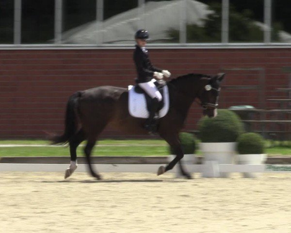 Reitturnier Langenfeld 2024