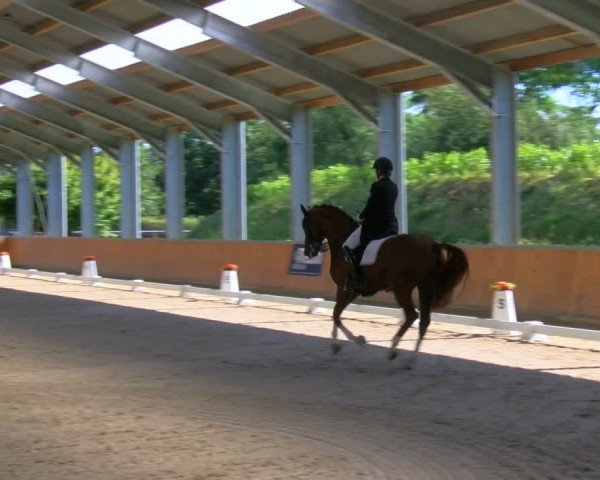 Reitturnier Langenfeld 2024