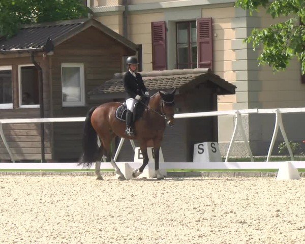 Reitturnier Avenches 2024