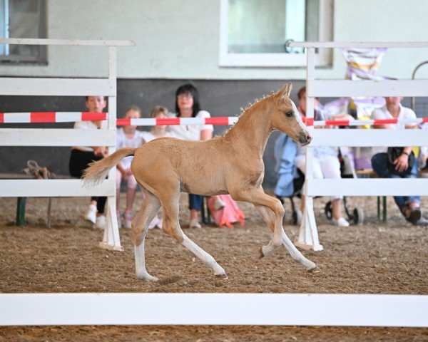 horse Captain Charming s.o. (German Riding Pony, 2022, from Charmeur)