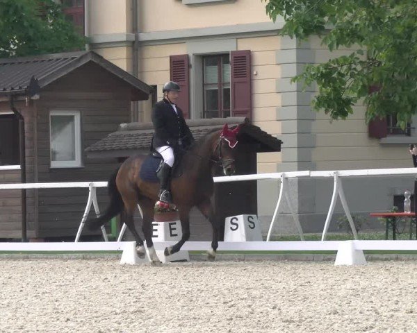 Reitturnier Avenches 2024
