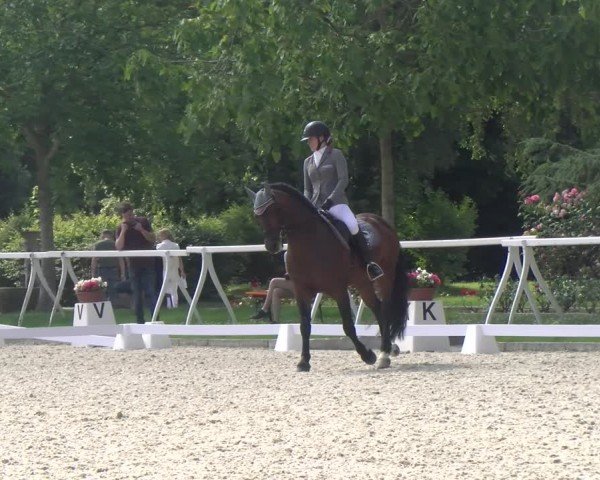 Reitturnier Avenches 2024