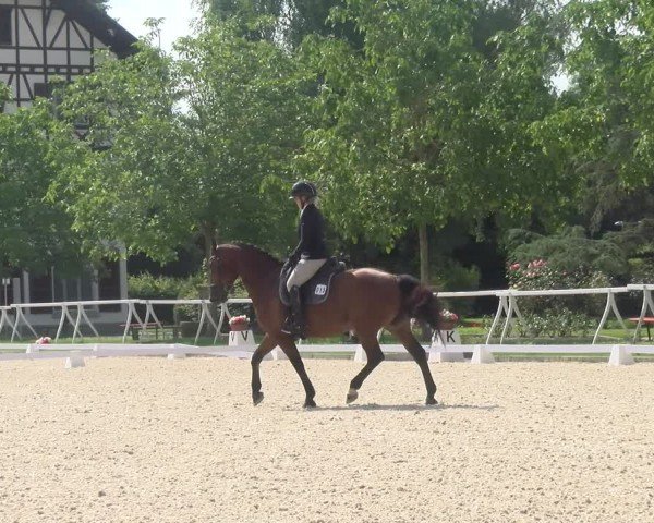 Reitturnier Avenches 2024