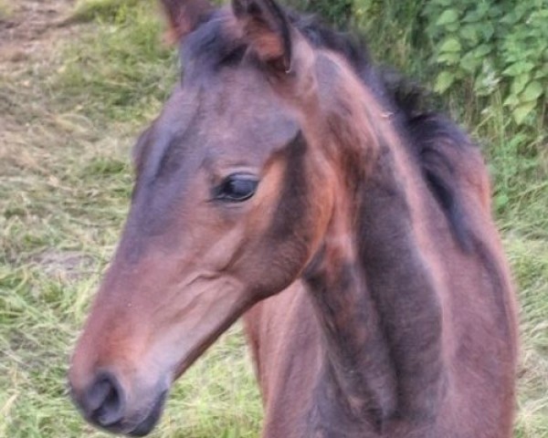 Pferd Hengst von Fortunio / Apollon (Westfale, 2024, von Fortunio)