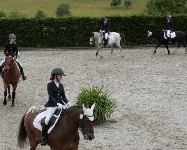 Reitturnier Margarethenhof / Beckingen 2024