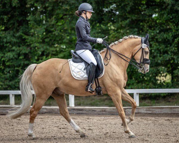 dressage horse Charles Dance (German Riding Pony, 2015, from Cassini)