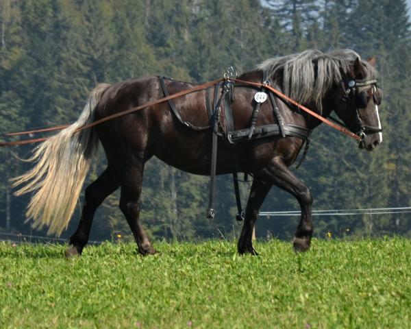 Fattrice Lady Dora Donner (Cavallo della Foresta Nera, 2016, di Donner)