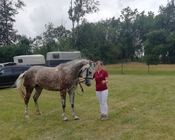 Pferd Maxima (Deutsches Sportpferd, 2017, von Mont Blanc 34)