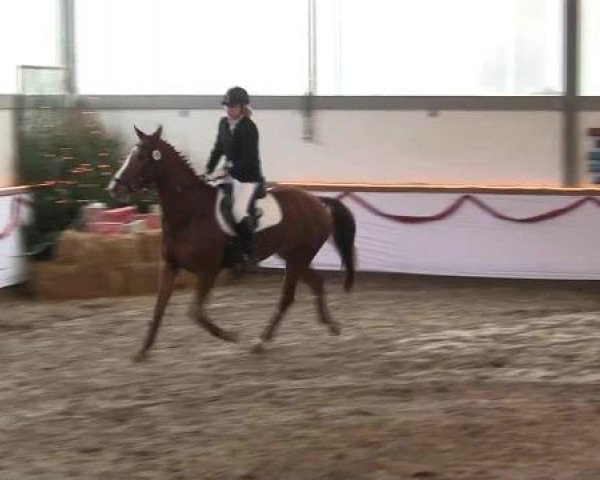 Hallen-Reit- und Springturnier des RV Suedlohn-Oeding für Ponys und Großpferde 2012