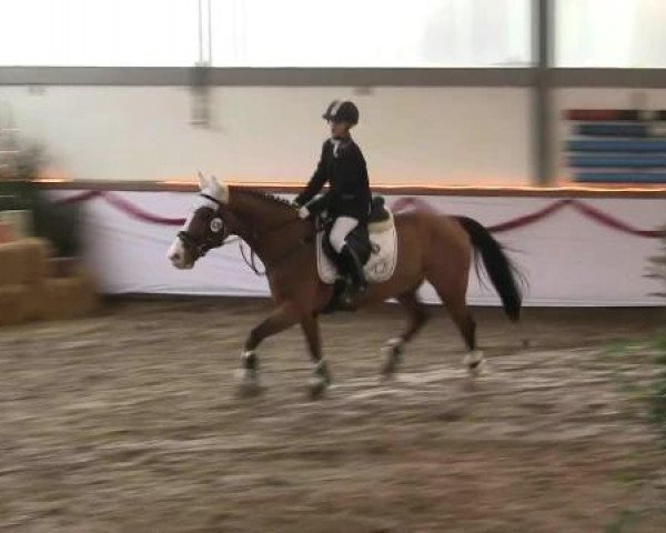 Hallen-Reit- und Springturnier des RV Suedlohn-Oeding für Ponys und Großpferde 2012