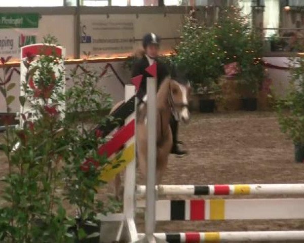 Hallen-Reit- und Springturnier des RV Suedlohn-Oeding für Ponys und Großpferde 2012