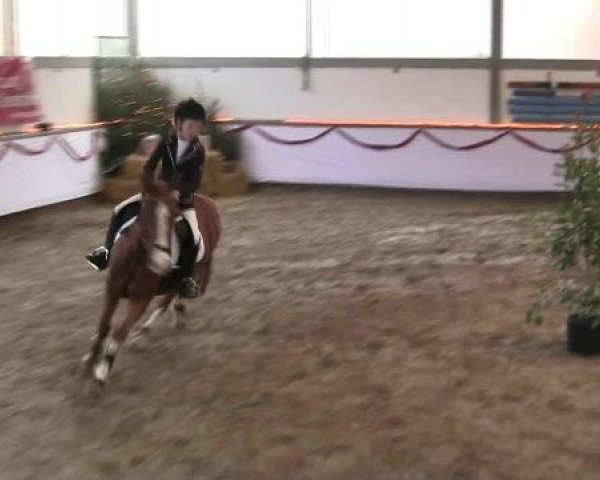 Hallen-Reit- und Springturnier des RV Suedlohn-Oeding für Ponys und Großpferde 2012