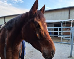 dressage horse Kyan (New Forest Pony, 2014, from Kantje's Carlando)
