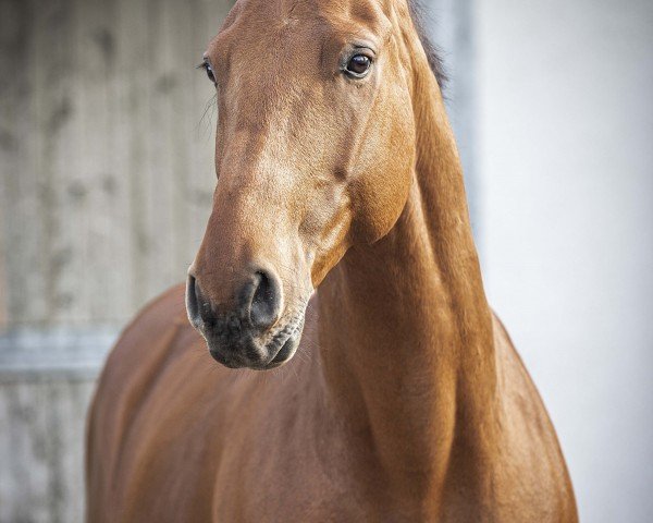 Springpferd Le Pom (Anglo Europäisches Sportpferd, 2016, von Carrera VDL)
