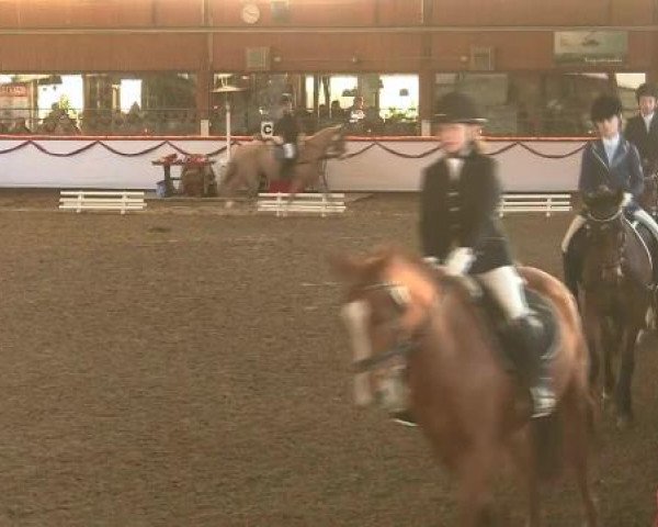 Hallen-Reit- und Springturnier des RV Suedlohn-Oeding für Ponys und Großpferde 2012