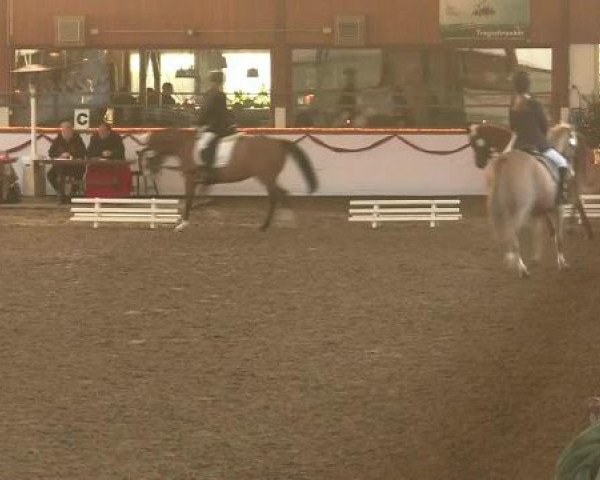 Hallen-Reit- und Springturnier des RV Suedlohn-Oeding für Ponys und Großpferde 2012