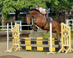 Cavallo da salto Anton SK (Westfale, 2019, di A La Carte NRW)