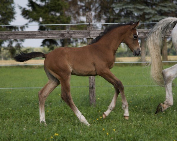 Pferd Habanero (Deutsches Sportpferd, 2023, von High Level 7)