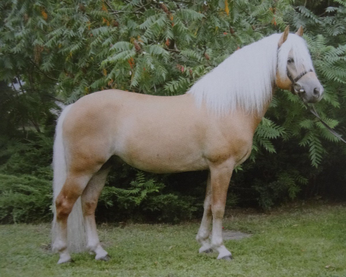 Stallone da monta Amaryl (1,57% ox) (Edelbluthaflinger, 2003, di Amsterdam)