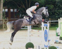 jumper Pharis 8 (Hanoverian, 2019, from Perigueux)