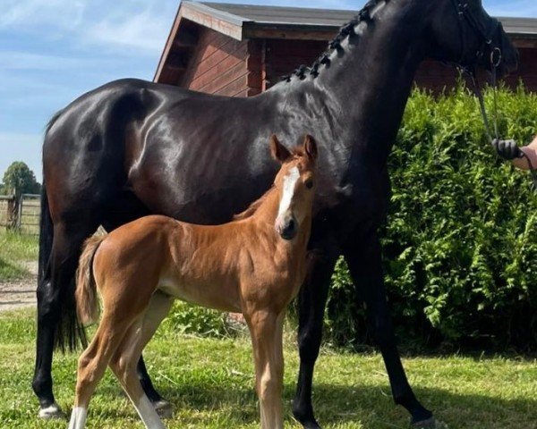 horse Fillycita H (Westphalian, 2024, from Felissimo)