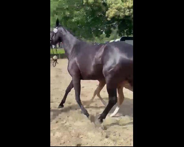 Video von Fillycita H